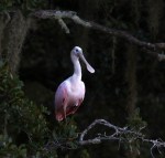 spoonbill-up-a-tree-