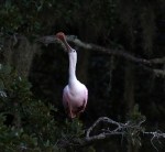 spoonbill-up-a-tree-