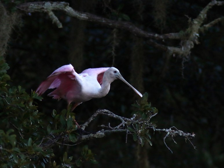 spoonbill-up-a-tree-