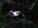 spoonbill-up-a-tree-