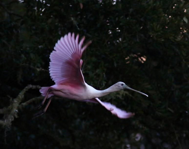 spoonbill-up-a-tree-