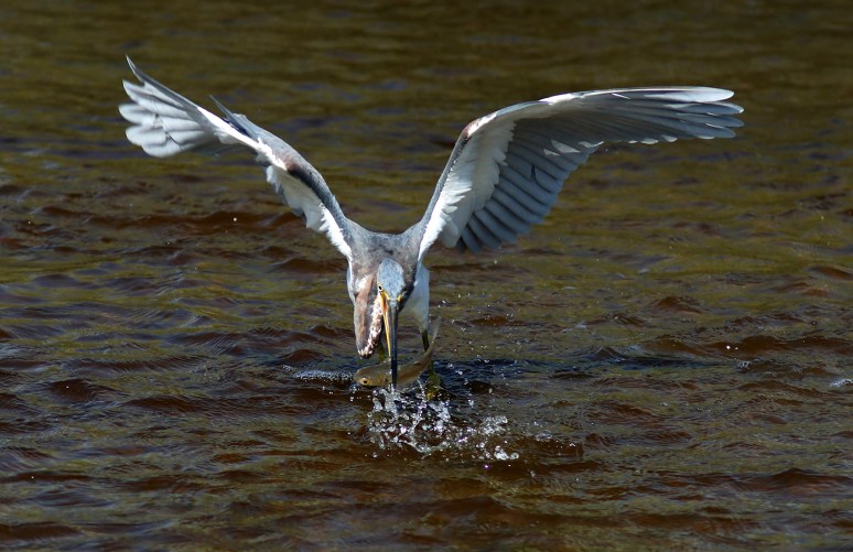tricolor-happy-dance-