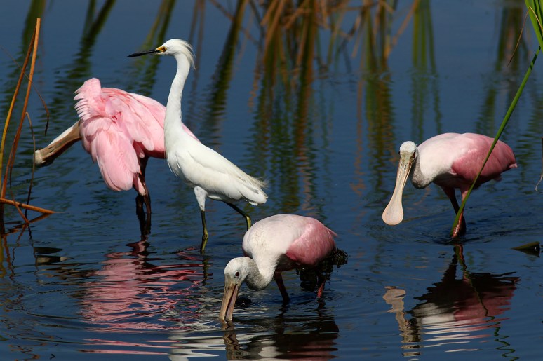 what-are-these-things-