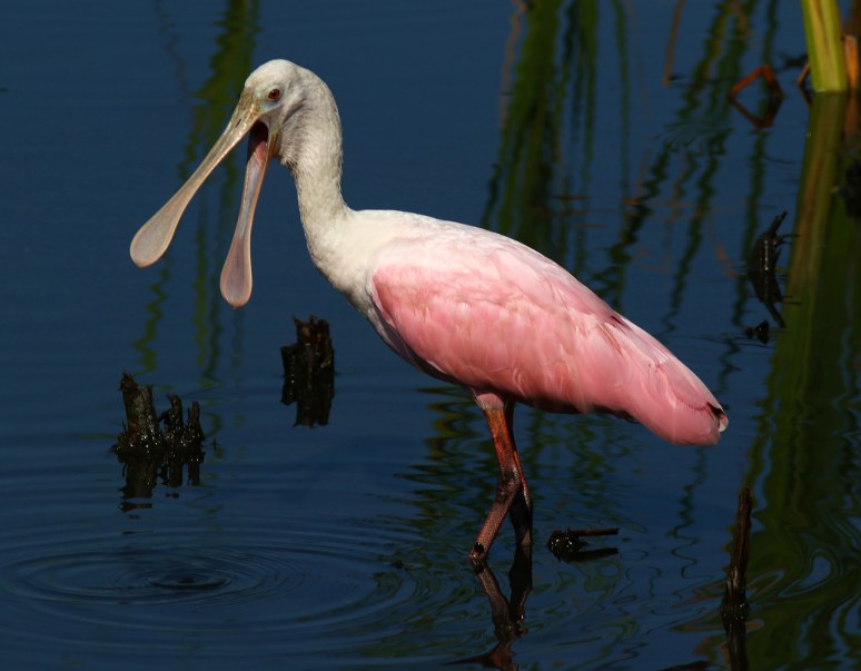 what-no-spoonbills-