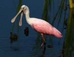 what-no-spoonbills-