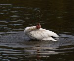 ibis-afternoon-bath-in-the-salt-marsh-