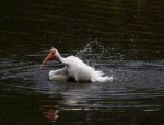 ibis-afternoon-bath-in-the-salt-marsh-