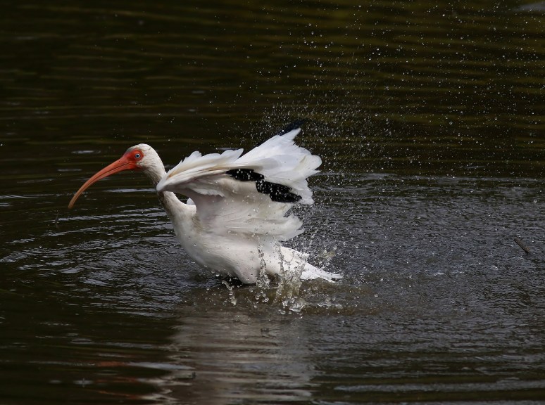 ibis-afternoon-bath-in-the-salt-marsh-