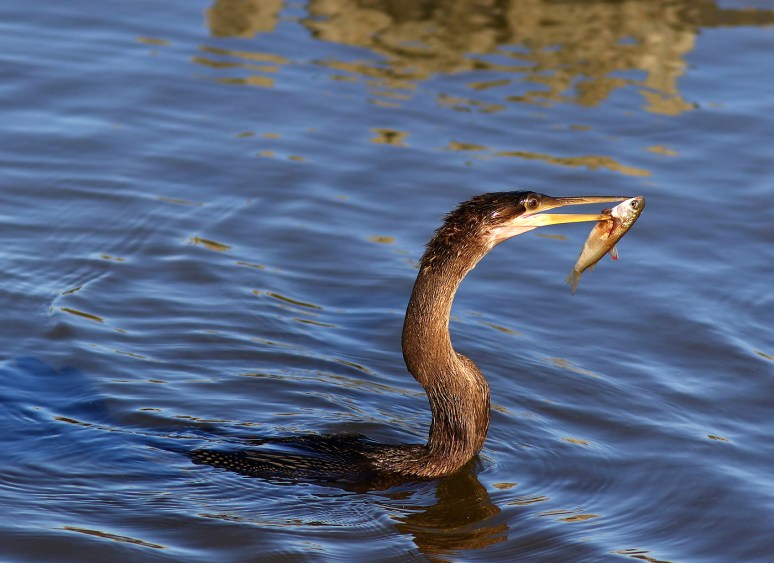 anhinga-and-cormorant-fishing-