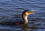 anhinga-and-cormorant-fishing-