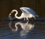 egret-fish-and-fly-