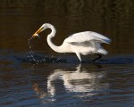 egret-fish-and-fly-