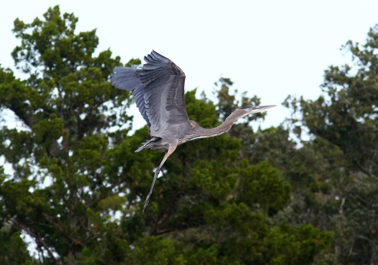 gbh-chases-osprey-from-tree-