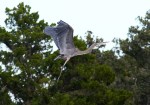 gbh-chases-osprey-from-tree-