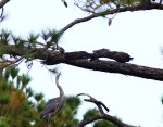 gbh-chases-osprey-from-tree-