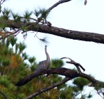 gbh-chases-osprey-from-tree-