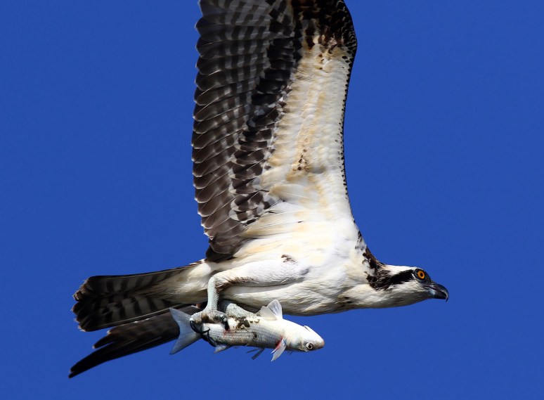 hard-working-osprey-catches-fish-