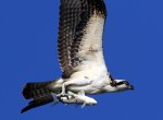 hard-working-osprey-catches-fish-