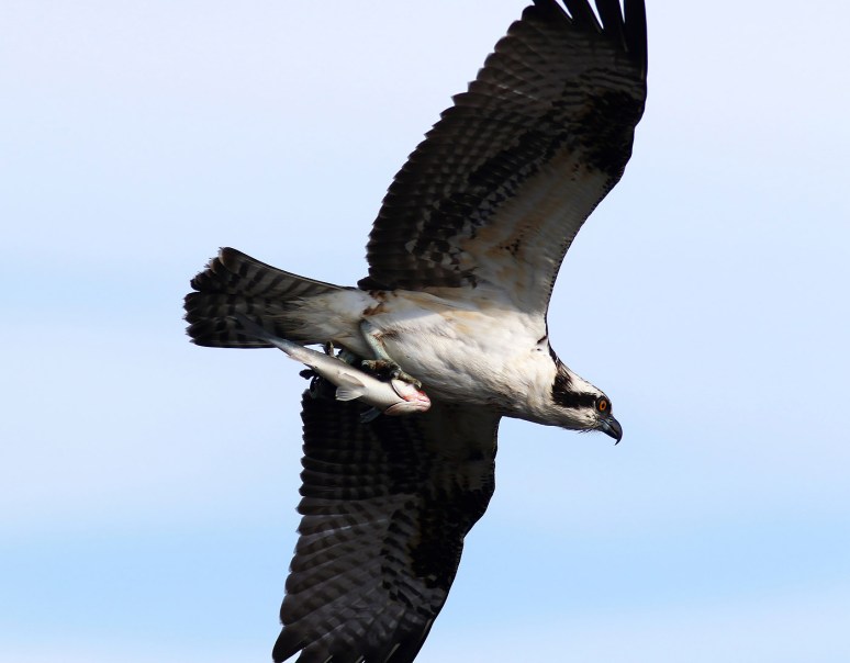 hard-working-osprey-catches-fish-