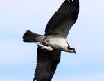 hard-working-osprey-catches-fish-