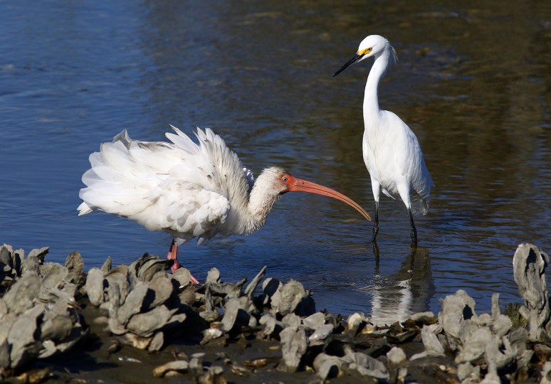 hey-look-what-i-can-do-