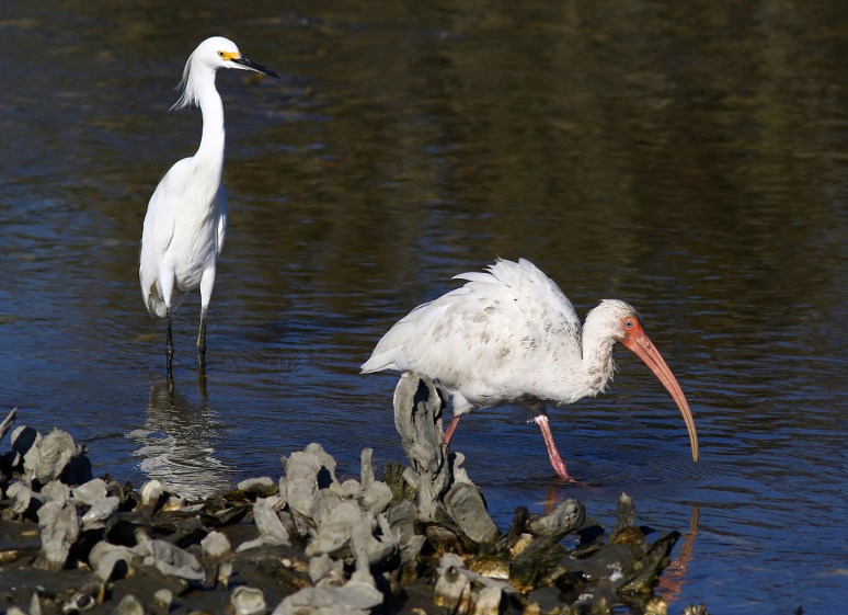 hey-look-what-i-can-do-