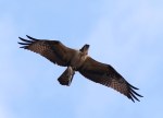 osprey-flying-with-take-away-