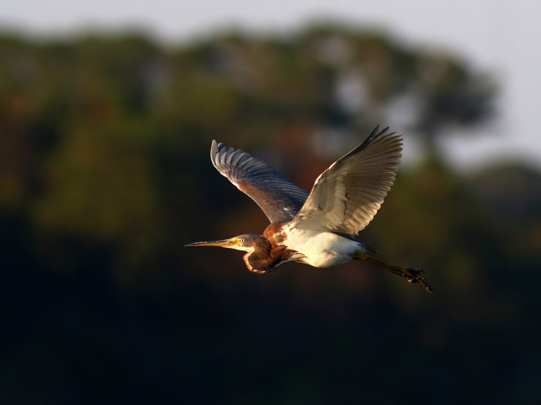 tricolor-in-late-afternoon-light-