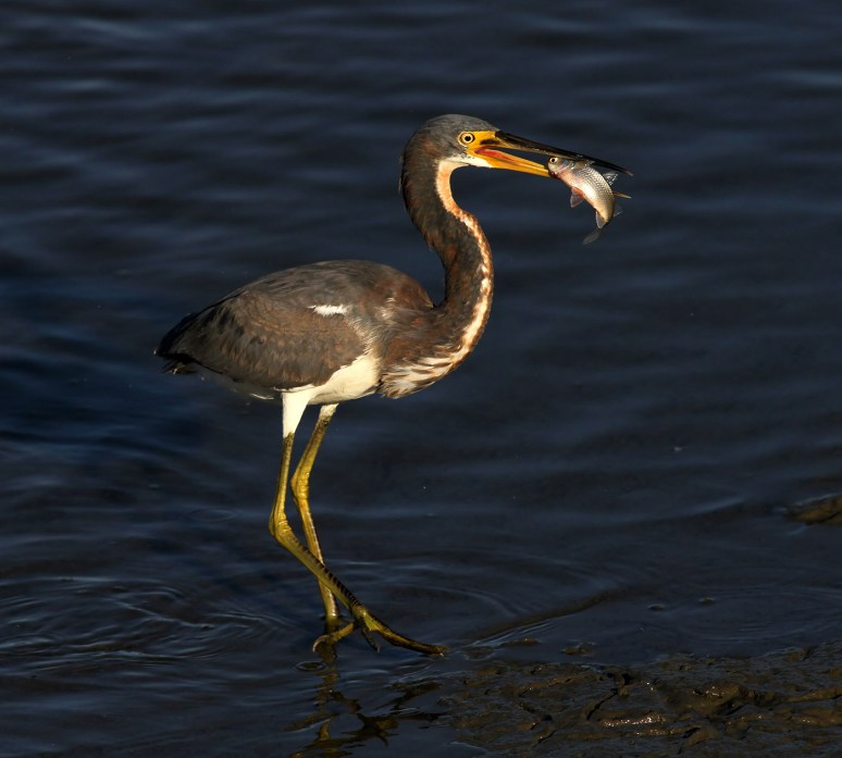 tricolor-in-late-afternoon-light-