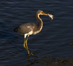 tricolor-in-late-afternoon-light-