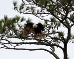 bald-eagle-snaps-branch-