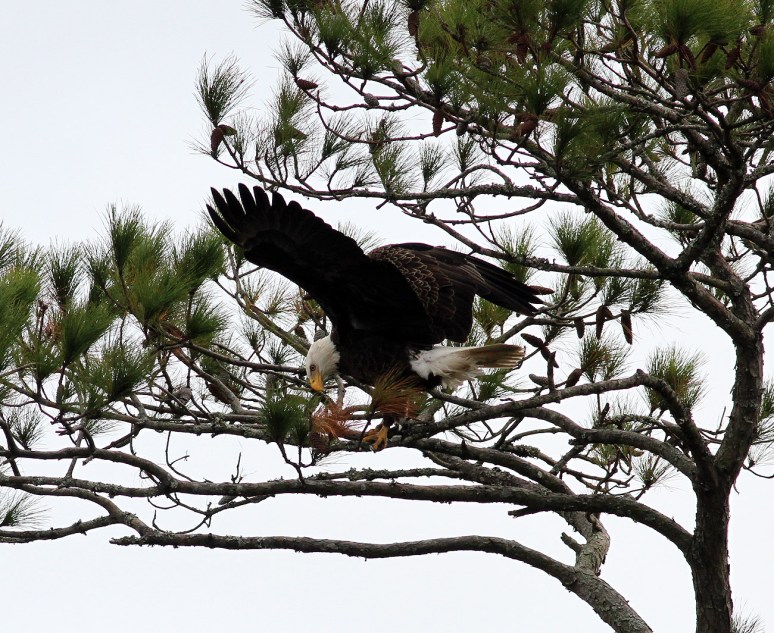 bald-eagle-snaps-branch-
