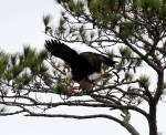 bald-eagle-snaps-branch-