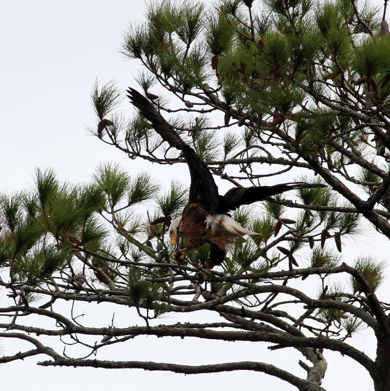 bald-eagle-snaps-branch-
