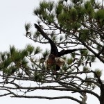 bald-eagle-snaps-branch-