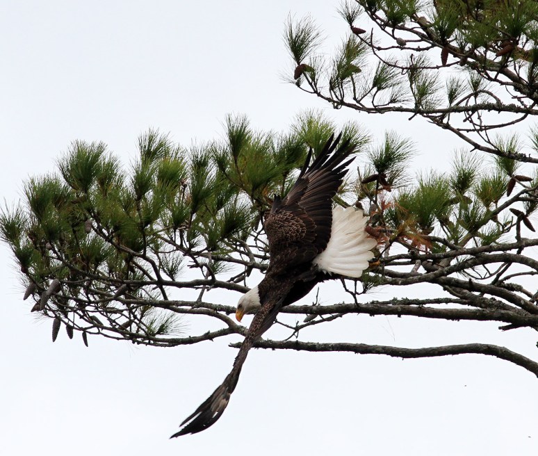 bald-eagle-snaps-branch-