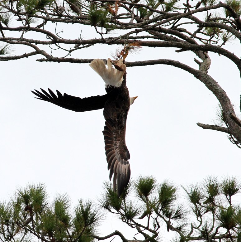 bald-eagle-snaps-branch-