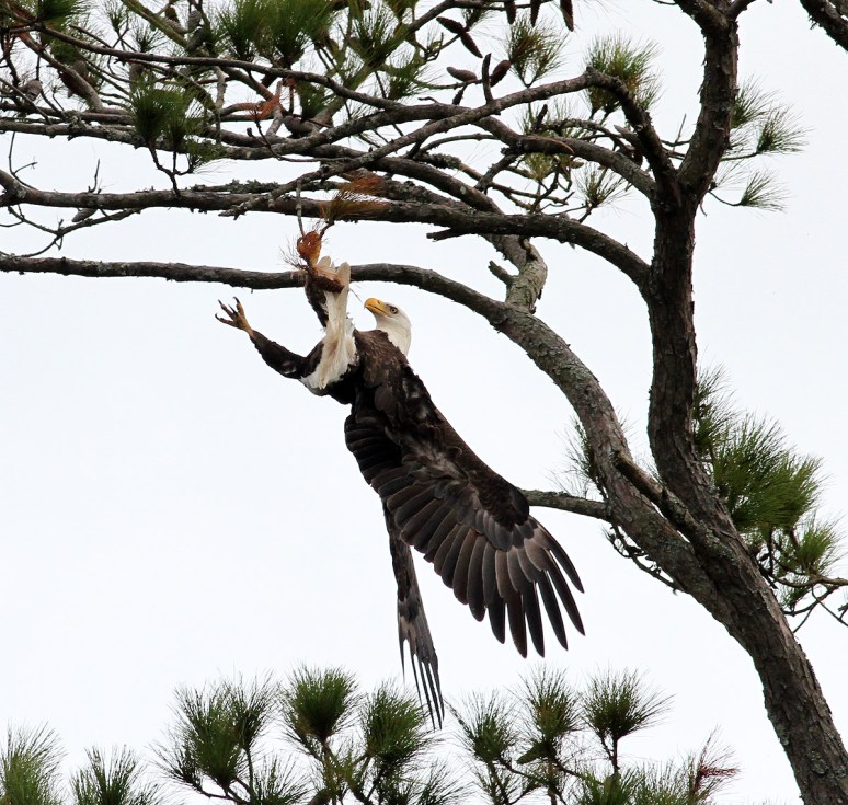bald-eagle-snaps-branch-