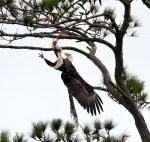 bald-eagle-snaps-branch-