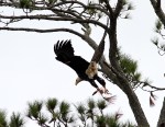 bald-eagle-snaps-branch-