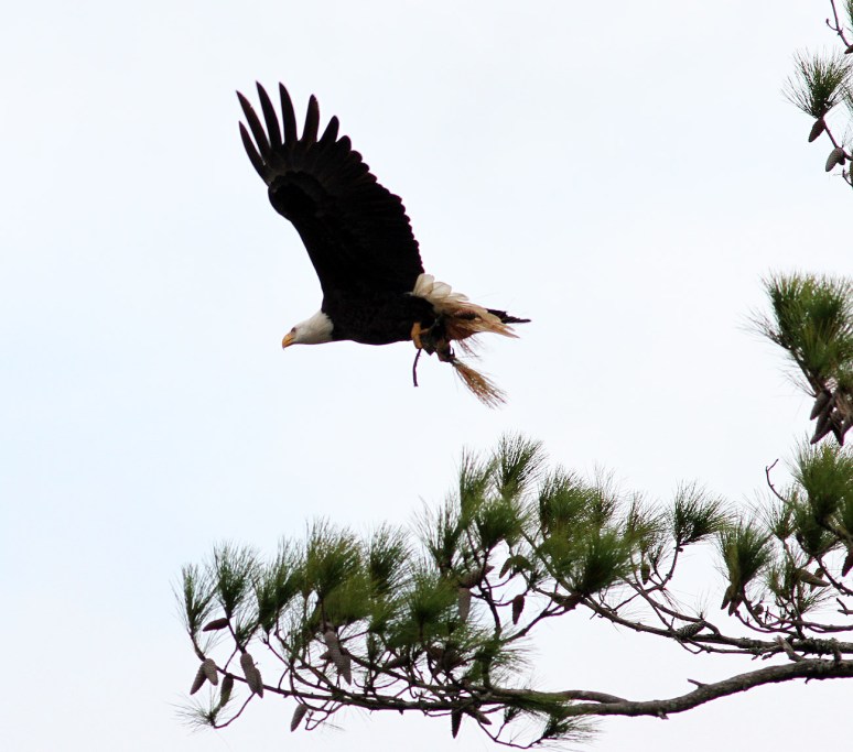 bald-eagle-snaps-branch-