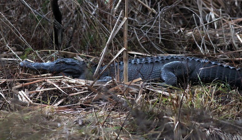 dec-alligators-in-the-swamp-