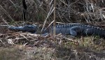 dec-alligators-in-the-swamp-