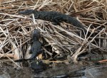 dec-alligators-in-the-swamp-