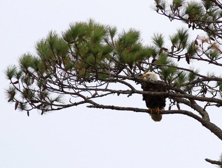 eagle-takes-fish-from-gbh-