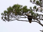 eagle-takes-fish-from-gbh-