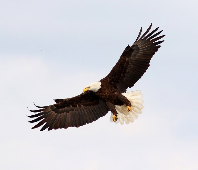 eagle-takes-fish-from-gbh-