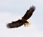 eagle-takes-fish-from-gbh-