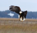 eagle-takes-fish-from-gbh-
