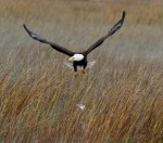 eagle-takes-fish-from-gbh-